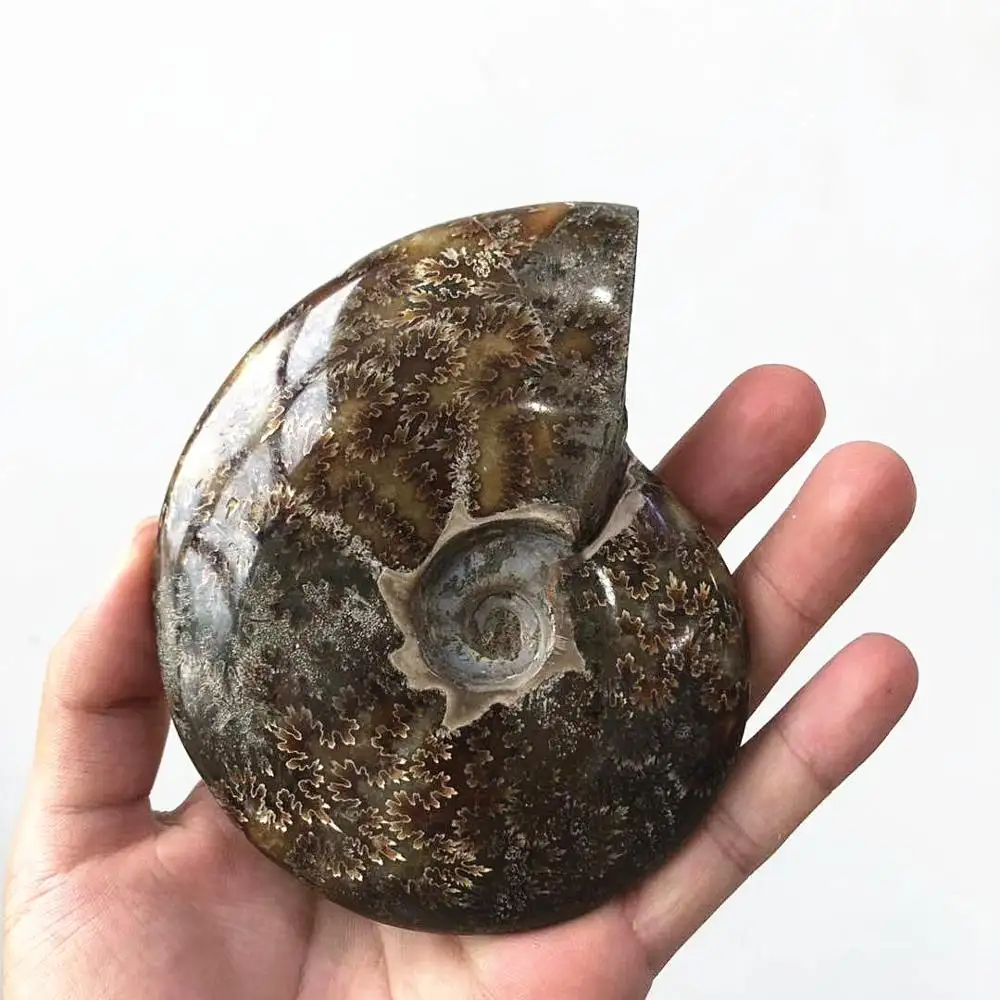 Оптовая продажа, природный минеральный мадагаскарский камень, аммонитовый ископаемый для продажи
