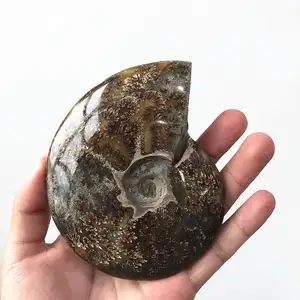 Wholesale Natural mineral madagaskar Rock Ammonite fossil für verkauf