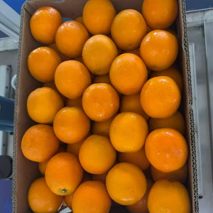 <span class=keywords><strong>Naranja</strong></span> <span class=keywords><strong>Valencia</strong></span> Fresca <span class=keywords><strong>de</strong></span> Primera Calidad, <span class=keywords><strong>Naranja</strong></span> Navel, Fruta Dulce Premium, Proveedor Directo <span class=keywords><strong>de</strong></span> Fábrica en China, <span class=keywords><strong>Precio</strong></span> al por Mayor - Product Image 3