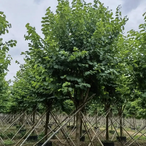 Bauhinia <span class=keywords><strong>Variegata</strong></span> L, grandes plantes vertes, arbres décoratifs pour jardin extérieur, ferme, semis en pot - Product Image 2