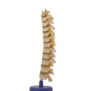 Modelo de enseñanza de Pelvis para <span class=keywords><strong>hombre</strong></span>, suministro directo de fábrica - Product Image 4