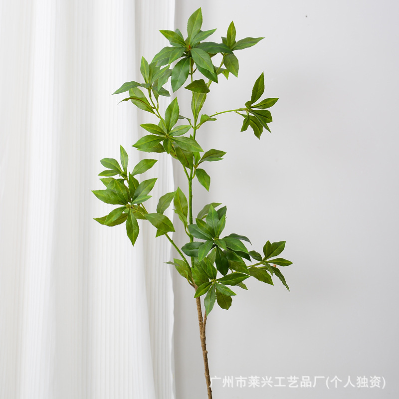 Pieris japonica - Branche longue 120CM