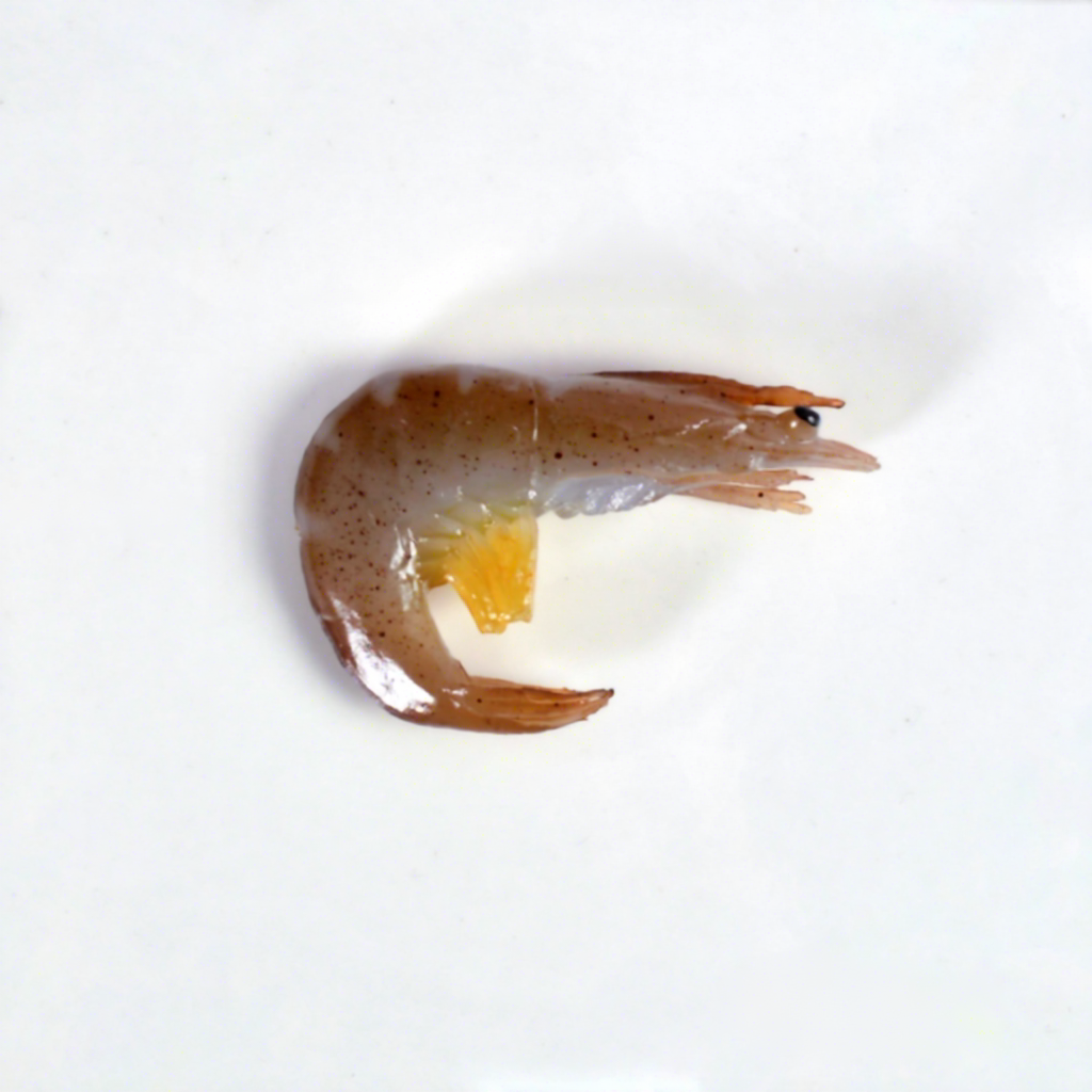 Crevette verte - sans aimant