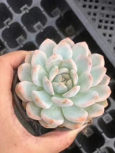 Envío Rápido, Planta Suculenta MinHui <span class=keywords><strong>Echeveria</strong></span> Monroe Variegada de 9cm, Ideal para Hogar, Balcón, Navidad, San Valentín, Graduación - Product Image 4