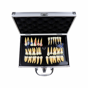 Paquete de caja de nuevo producto <span class=keywords><strong>dental</strong></span> 2.5X Procedimiento de tallado de corona modelo de práctica de dientes de resina - Product Image 4