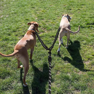 Correa Doble para Perros Nibao de Nailon, con Acoplador Doble, para Pasear Dos Perros - Product Image 4