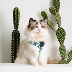Harnais pour chien et chat en coton confortable de qualité supérieure, style tendance, respirant, élégant, accessoire personnalisé pour animaux de compagnie, vente en gros OEM - Product Image 6