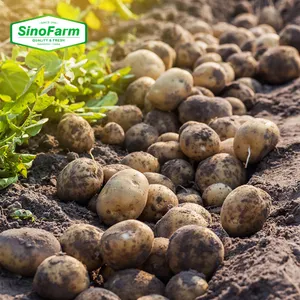 Số lượng lớn mua khoai tây 2024 cây trồng mới chất lượng hàng đầu giá rẻ giá khoai tây