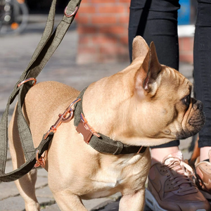 Correa y Collar para Perro de Cáñamo Clásico Nibao con Logotipo Personalizado - Product Image 5