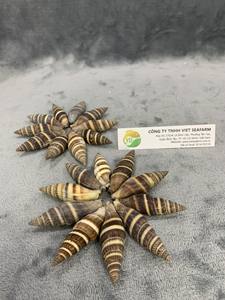 ถุงมือเปลือกหอยจากเวียดนาม - Product Image 3