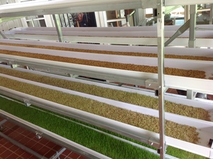 Système de culture hydroponique <span class=keywords><strong>d</strong></span>'intérieur, système aéroponique pour micro-légumes, système de culture de graines de blé en PVC - Product Image 3