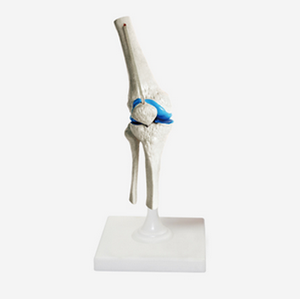 Gelsonlab HSBM-143 Atlas Sumbu dan Occipital Bone Model - Product Image 4