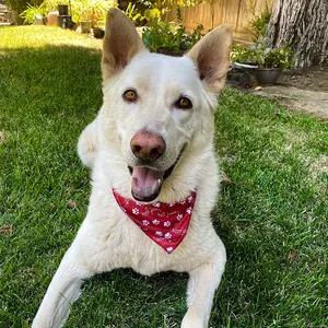 <span class=keywords><strong>Super</strong></span> Cute Pet Bandana Patrón encantador Imprimir logo Digital <span class=keywords><strong>Doble</strong></span> <span class=keywords><strong>cara</strong></span> Regalo Tamaños ajustables Perro Gato Bandana - Product Image 2