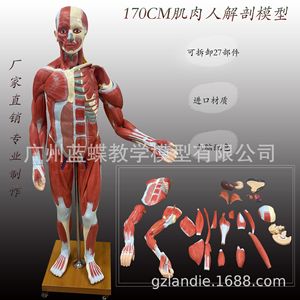 Modèle de muscles et d'organes internes du corps humain pour l'enseignement médical, anatomie musculaire et viscérale humaine adulte, 170 cm - Product Image 1