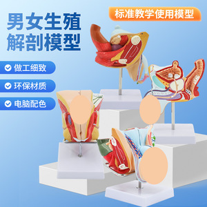 Modelos de órganos reproductores internos y externos masculinos; modelos anatómicos patológicos del aparato reproductor masculino; modelo testicular; modelo de pene. - Product Image 2