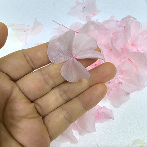 Fleur naturelle au toucher réel, pétales préservés, rose <span class=keywords><strong>crème</strong></span> blanc pur, grande feuille d'hortensia Anna, biodégradable pour confettis de mariage - Product Image 1