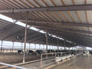 55 इंच मिश्र धातु ब्लेड एसी मोटर हवा परिसंचारी पशुधन पशु शीतलन प्रशंसक औद्योगिक प्रशंसक - Product Image 2