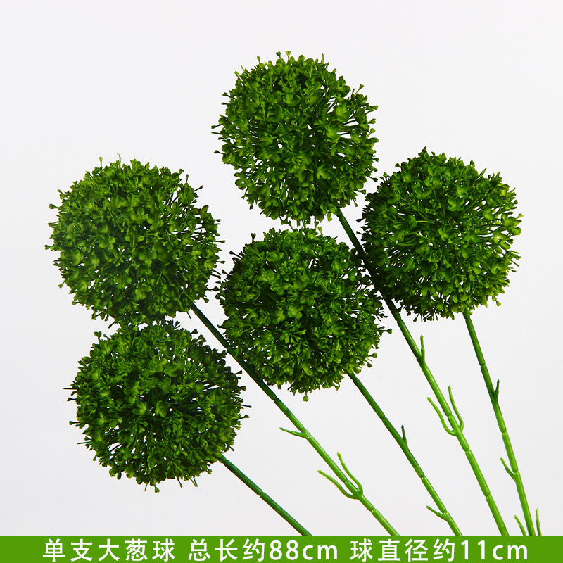 Bulbes d'oignons verts