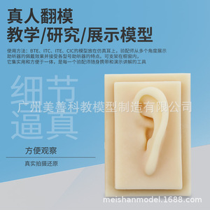 Modelo de oído simulado 1:1 para adultos, oído humano, tipo timpano, oído de silicona para acupuntura (oreja derecha) - Product Image 2