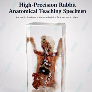Sistema de Anatomía de Conejo en Acrílico Transparente para Enseñanza, Multifuncional para Escuelas Secundarias - Product Image 2