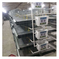 Prix des cages à poussins à 3 niveaux pour élevage de poulets en Soudan