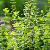 Poudre d'extrait de feuille de mélisse, 2%-5% d'acide rosmarinique, concentration 10:1, qualité alimentaire, 1kg, conditionnée sous vide, complément alimentaire en fût