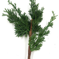 Feuilles d'evergreen, fausse plante, arbre de pin, tige de plante de genièvre