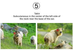 Étiquette d'oreille animale Rfid étiquettes d'oreille pour animaux pour vache mouton cheval vache cochon mouton bétail étiquettes d'oreille - Product Image 4