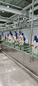 Equipo Moderno para Sacrificio de Cabras, Procesamiento de Ovejas y Corderos, Preparación de Carne - Product Image 6