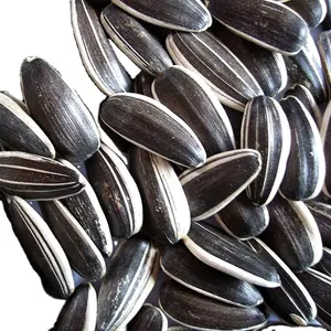 100% produto natural iso certificação uzbequistão qualidade sementes de girassol preto com listras brancas