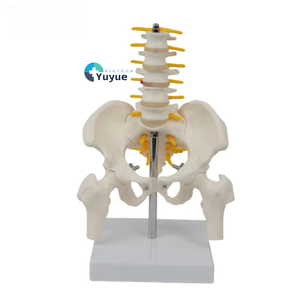 Model kerangka manusia Medium dengan 5 vertebra Lumbar dan tulang panggul dan tulang pinggang untuk sains medis - Product Image 1