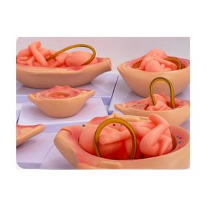 ชุดการเจริญเติบโตของทารก<span class=keywords><strong>ใน</strong></span><span class=keywords><strong>ครรภ์</strong></span>ขนาดเท่าของตัวอ่อนมนุษย์จากไซโกตไปจนถึงทารกสำหรับการฝึกอบรมทางการแพทย์ของโรงเรียน - Product Image 4