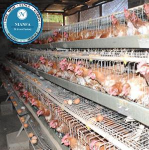 Jaula para Aves de Corral de 10000 Gallinas, Técnica de Malla Soldada, Pantalla Curvada Directamente, Fábrica de Guangzhou, Mercado de Ghana - Product Image 3