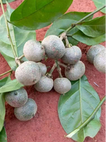 Prix spécial! Poudre de brazzein naturelle Farmtory >90% pureté, édulcorant de qualité alimentaire et arôme de tabac