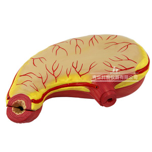 Modelo de Anatomía del Estómago Qinghua, Instrumento de Enseñanza de Anatomía del Estómago Normal, Demostración Médica de Órganos Humanos, para Estudiantes - Product Image 4