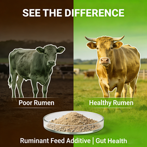 Microbiotici a alimentazione diretta per ruminanti: lievito vivo e lactobacilli, potenziatore di fermentazione per un rume sano e una migliore digestione - Product Image 5