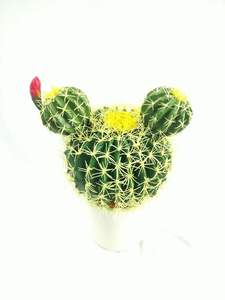 Aménagement paysager et jardinage et décoration de bureau à la maison ou à l'hôtel plante artificielle <span class=keywords><strong>Cactus</strong></span> Cm <span class=keywords><strong>Amazon</strong></span> vente chaude pilier de <span class=keywords><strong>cactus</strong></span> tropical - Product Image 6