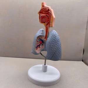 Modelo de Asma del Tracto Respiratorio y Pulmón - Herramienta Educativa de Pulmonología - Product Image 2