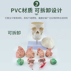 Modelo de cráneo humano 1:1 con suturas, cráneo con columna cervical y modelo de cerebro, esqueleto de cráneo con modelo de cerebro. - Product Image 5