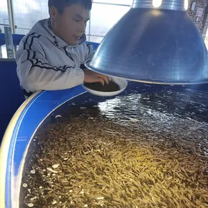 RAS Aquaculture Systems Tilapia Trout Farming Equipment Indoor Fish Farming Tanks Fish Hatchery Machine Price RAS System