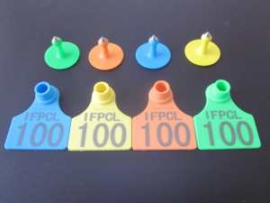 Granja managnement diferentes colores animal en blanco Etiqueta de oreja crotales para ganado de vaca - Product Image 3