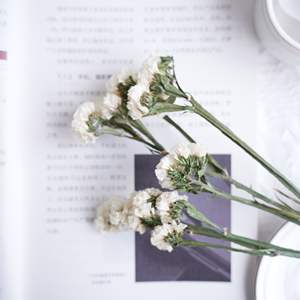 Myosotis alpestris ดอกไม้แห้งธรรมชาติที่เก็บรักษาไว้สำหรับตกแต่งงานแต่งงานข้าวและหญ้าคริสตัล - Product Image 5