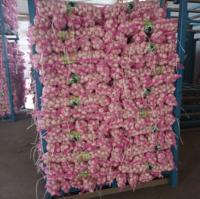 Ajo pelado más nuevo de China en estilos calientes frescos normales blanco púrpura verde para alimentos exportados a Ecuador España Senegal