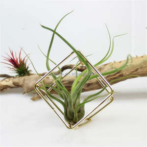 Conteneur Fer Géométrie Cubique Quatre Airplant Réceptacle Tillandsia Or Fleur Petit Métal Sculpté À La Main Terrario Terrarium - Product Image 2