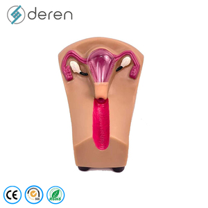 Modelo de Enseñanza de Dispositivo Anticonceptivo Intrauterino Femenino, Órganos Removibles de PVC, Marca DRFY, Herramienta de Aprendizaje y Exhibición - Product Image 1