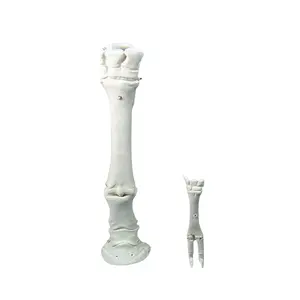 Nhà Máy Trực Tiếp Bán Giá Đặc Biệt Tùy Chỉnh Nhựa Horse Và Lamb Leg Bone Mô Hình