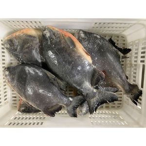 Pescado Rojo Pomfret, Precio del Pescado Pompano Rojo Entero y Redondo, Pescado Pomfret Congelado IQF, <span class=keywords><strong>Pacu</strong></span> Rojo - Product Image 4