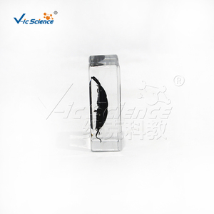 Especímen de Escarabajo Cornudo de Mandíbula Larga Encapsulado en Resina, Estructura Completa de Coleoptero para Enseñanza de Biología CE/ISO/ROHS/CNAS - Product Image 5