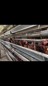 Nieuwe Staat H-Type Kippenhok Ei-Leggende Kippenkooi Kwartel Kippenbatterij Kooi Voor Pluimveebedrijf En Thuisgebruik In Zambia - Product Image 6