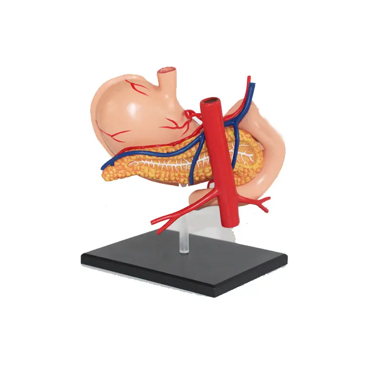 Verdauungs system Modell 4D Anatomie des menschlichen Magens Modell Natürlich große 9 Teile